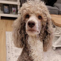 Rosie - Poodle