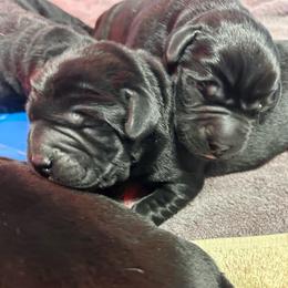 Boy 2 - Black male Labrador Retriever puppy in Lower Burrell, Pennsylvania from Ruckus Family Labs