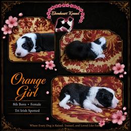 Orange Girl - female Sporty Mix puppy in Algona, Iowa from Ebonheart Kennel