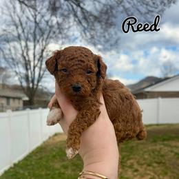 Reed - Red  male Poodle puppy in Morehead, Kentucky from Paw Perfect Pets