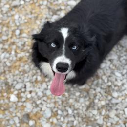 Jett - Australian Shepherd