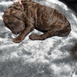 Hermione - Brown female Poodle puppy in Batesville, Indiana from KG Poodle Haus