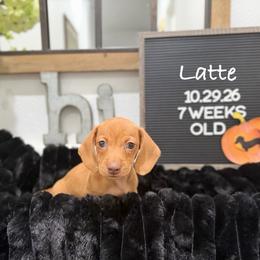 Latte - Red male Dachshund puppy in Goodyear, Arizona from AZ Low Life Doxies