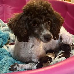 Autumn - Poodle