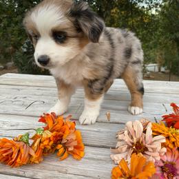 Cookies 'n Cream - Blue merle female Miniature Australian Shepherd puppy in Sonora, California from Quarle Ranch Mini Aussies