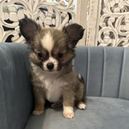 Ridge - Chocolate sabled fawn male Chihuahua puppy in Northboro, Iowa from So Sweet Chihuahuas
