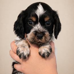Oreo - Black white and tan male English Springer Spaniel puppy in Fort White, Florida from Thunderbird Springers