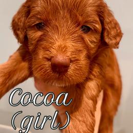 Cocoa (girl, Green collar) - Red  female Goldendoodle puppy in Guntersville, Alabama from Carefree Goldendoodles