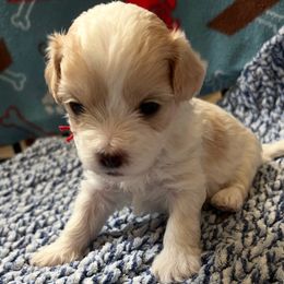 Red tie - Parti male Maltipoo puppy in Clarksville, Tennessee from Bee Mine Poodles, Doodles and Pomeranians