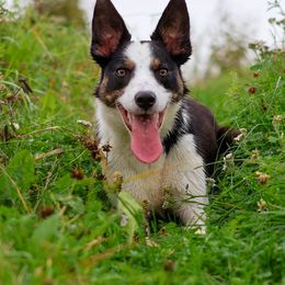 Snapdragon - Border Collie