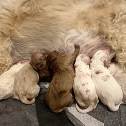 Bernedoodle and Goldendoodle Puppies from Pitter Patter Puppies NJ