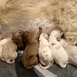 Bernedoodle and Goldendoodle Puppies from Pitter Patter Puppies NJ