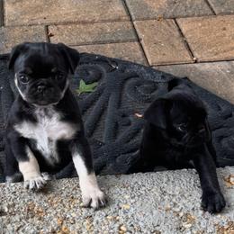 Pug Puppies from Pug Envy