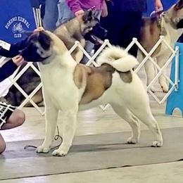 A'Roo - Akita