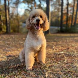 Zarah - Poodle