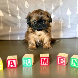 Carmen - Brindle female Shih Tzu puppy in Buena Park, California from LowCol Ranch
