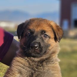 German Shepherd Puppies from Vom Haus Denfors K9