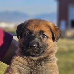 German Shepherd Puppies from Vom Haus Denfors K9
