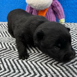 Boy2 - Black male German Shepherd puppy in Sharon Grove, Kentucky from Julie’s Shepherds