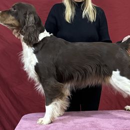 Aurora - English Springer Spaniel