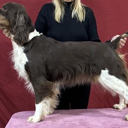 Aurora - English Springer Spaniel