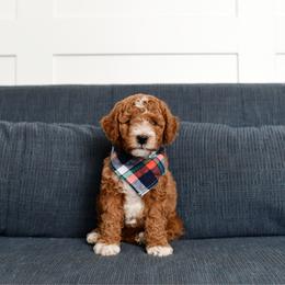 Smokey. Has his own genetic test through Animal Genetics - Red  male Goldendoodle puppy in St. George, Utah from Dashing Doodle Pups