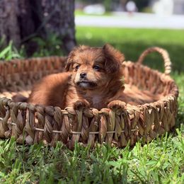 Buttercup - White female Companion Cross puppy in Hampton, Virginia from Beach Wave Kennels