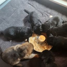 German Shepherd Puppies from Von WestLynn German Shepherds