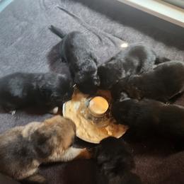 German Shepherd Puppies from Von WestLynn German Shepherds