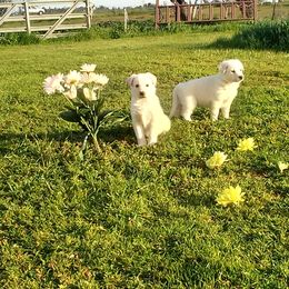 "maLe and female" German Shepherd Puppies from Ruby's German Shepherds