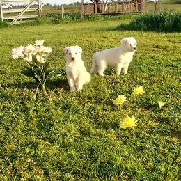 "maLe and female" German Shepherd Puppies from Ruby's German Shepherds