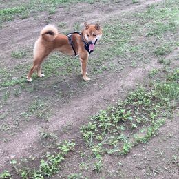 Shiba Inu Puppies from Beloved Shiba