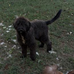 Girl 1 - Black female Double Doodle puppy in Jonesborough, Tennessee from Dry Creek Siberians