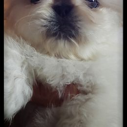 Pekingese Puppies from Tao Pekingese