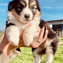 Pembroke Welsh Corgi Puppies from Boehm’s Pembroke corgis