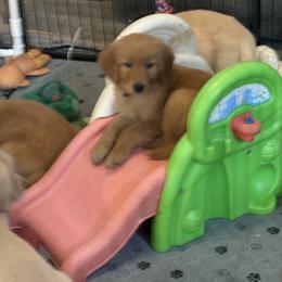 Boy 3 - male Golden Retriever puppy in Yuba City, California from Family Loved Golden Retrievers