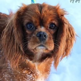 Cavalier King Charles Spaniels, Cavapoos, and Pomskies from Hatz Off Puppies