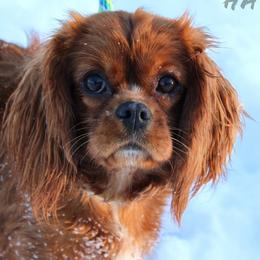 Cavalier King Charles Spaniels, Cavapoos, and Pomskies from Hatz Off Puppies