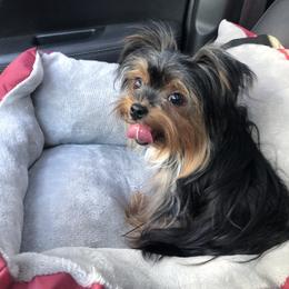 Yorkshire Terrier Puppies from Jackie Jenny’s Precious Yorkies