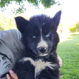 Siberian Husky Puppies from Moonlight Siberian Huskies