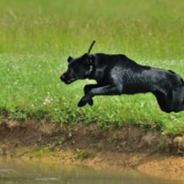 Labrador Retrievers from Troublesome Retrievers