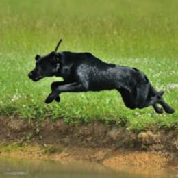 Labrador Retrievers from Troublesome Retrievers