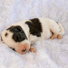 Mabel - Black female Labradoodle puppy in Crete, Nebraska from Doodles & Co