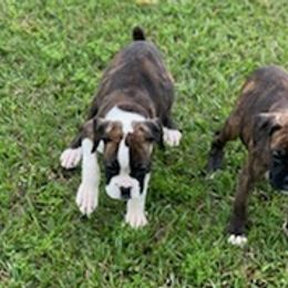 Boxers from Ponderosa Boxers