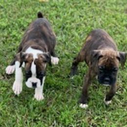 Boxers from Ponderosa Boxers