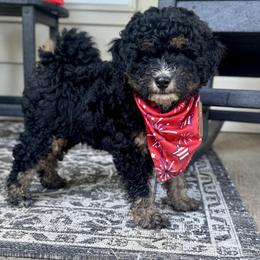 Girl 2 - Tri-color female Bernedoodle puppy in Russiaville, Indiana from Pleasant Creek Minibernedoodles