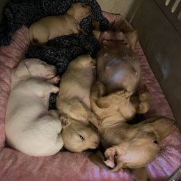Dachshund Puppies from Alpine Meadow Dachshunds