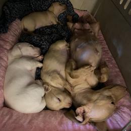 Dachshund Puppies from Alpine Meadow Dachshunds
