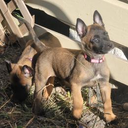 "Rihanna " Belgian Malinois Puppies from Heavenly Firefly Belgian Malinois