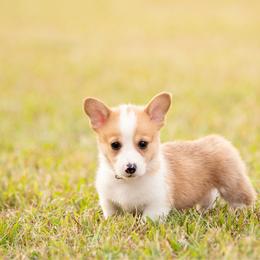 Orange collar Male- Bowser - Red male Pembroke Welsh Corgi puppy in Waverly Hall, Georgia from 6g Ranch Corgis